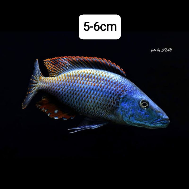 cichlid jendral dimidiochromis compressiceps 5-6cm