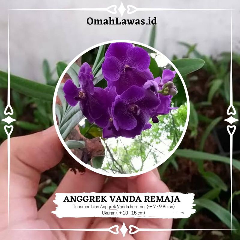 Anggrek Vanda Remaja Hybrid - Bibit  Anggrek Vanda Remaja Hybrid