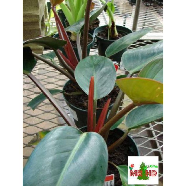 Tanaman Hias Philodendron Congo Rojo Kode B1956 Shopee Indonesia