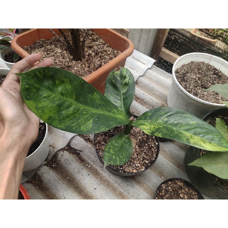 Diven panglima varigata / big Ben varigata