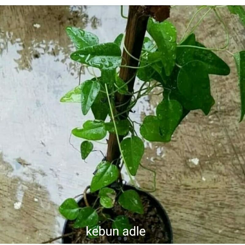 

bibit benih cincau rambat jeliy siap tanam
