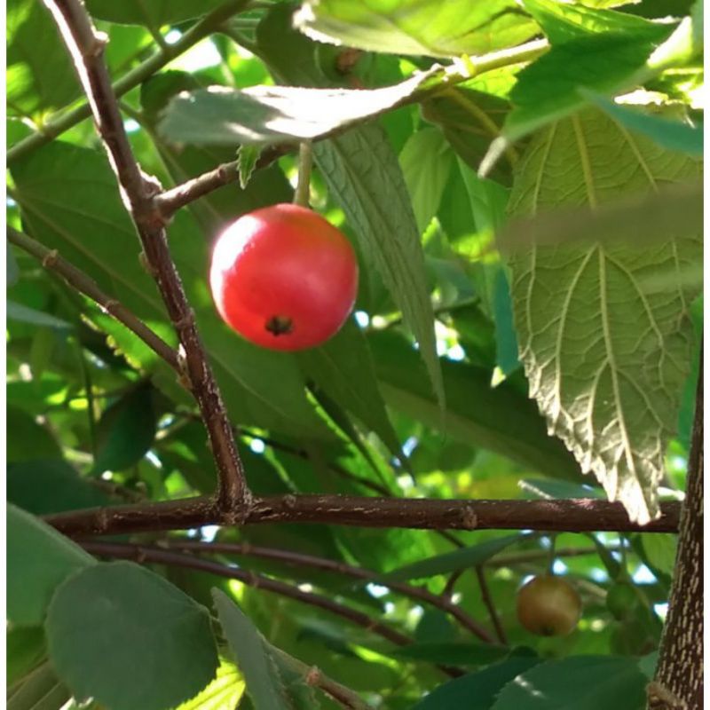 

BUAH SERI | BUAH KERSEN 100g
