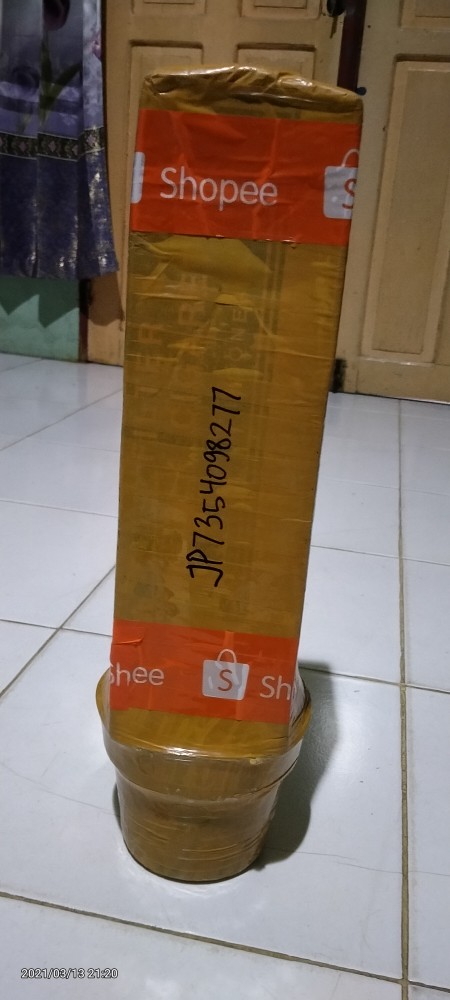 Aglaonema Kocin Paramruai Lokal