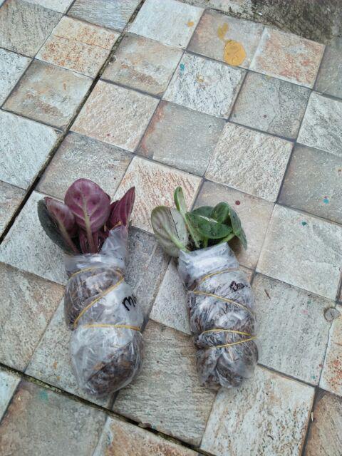 African Violces Bunga Blue Bicollor - Hebat Garden3