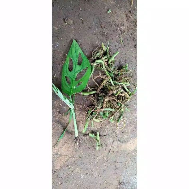 bibit tanaman hias janda bolong /bonggolan janda bolong