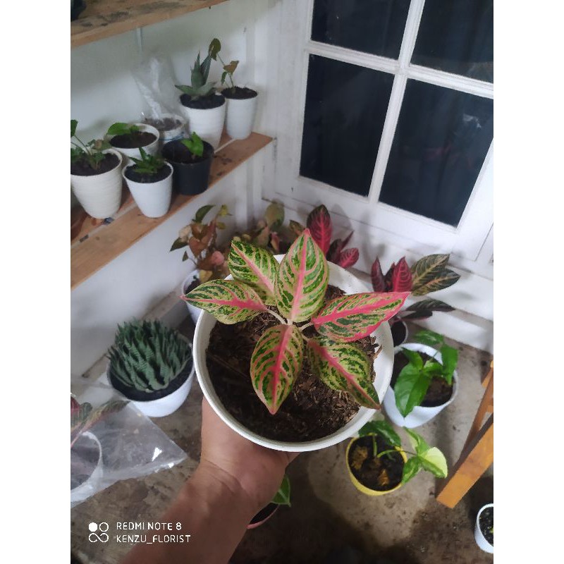 aglonema legacy orange (anakan )