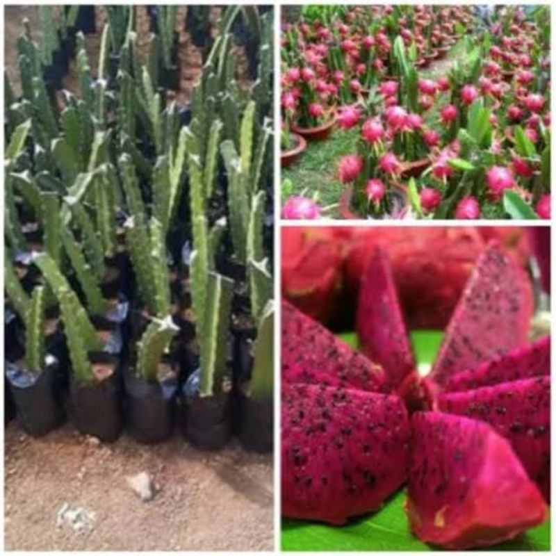 tanaman bibit buah naga merah/ pohon buah naga merah