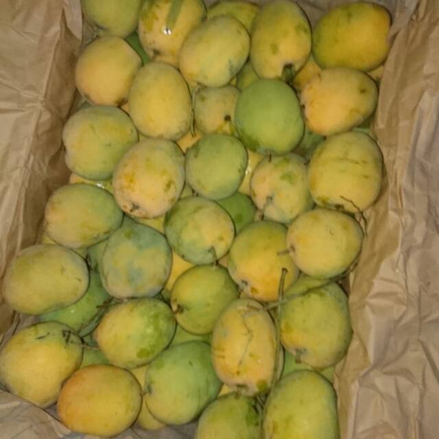 

Mangga gedong