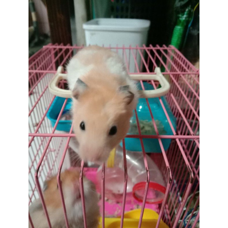 Hamster syiria jinak