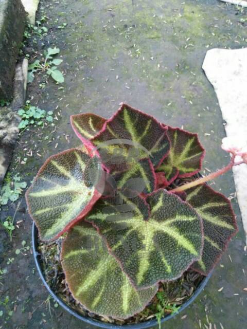 Jual Begonia rhasta | Shopee Indonesia