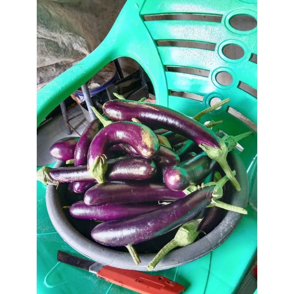 

Terong Ungu 1 kg