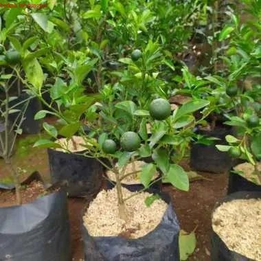 Bibit Jeruk Sambal Limau Sudah Berbuah  Bibit Jeruk Limau Berbuah  Bibit Pohon Jeruk Sambal Limauau 