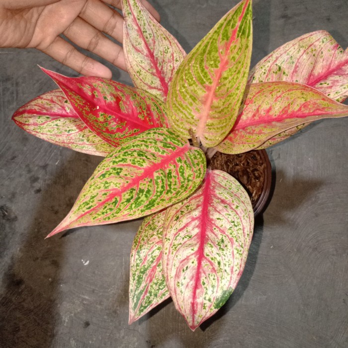 аглаонема в дикой природе. аглаонема legacy. аглаонема легаси. аглаонема легаси. аглаонема ред легаси.