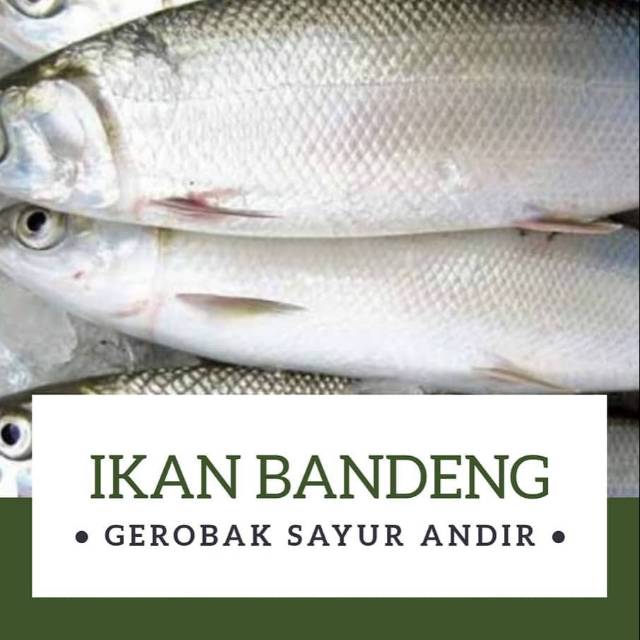 

IKAN BANDENG /kg