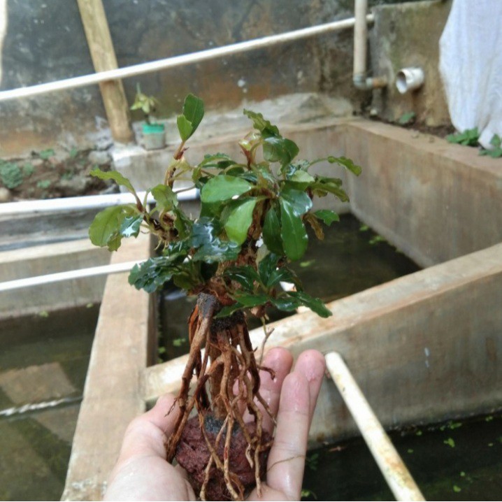 Bonsai aquascape bonsai mini full mos buce