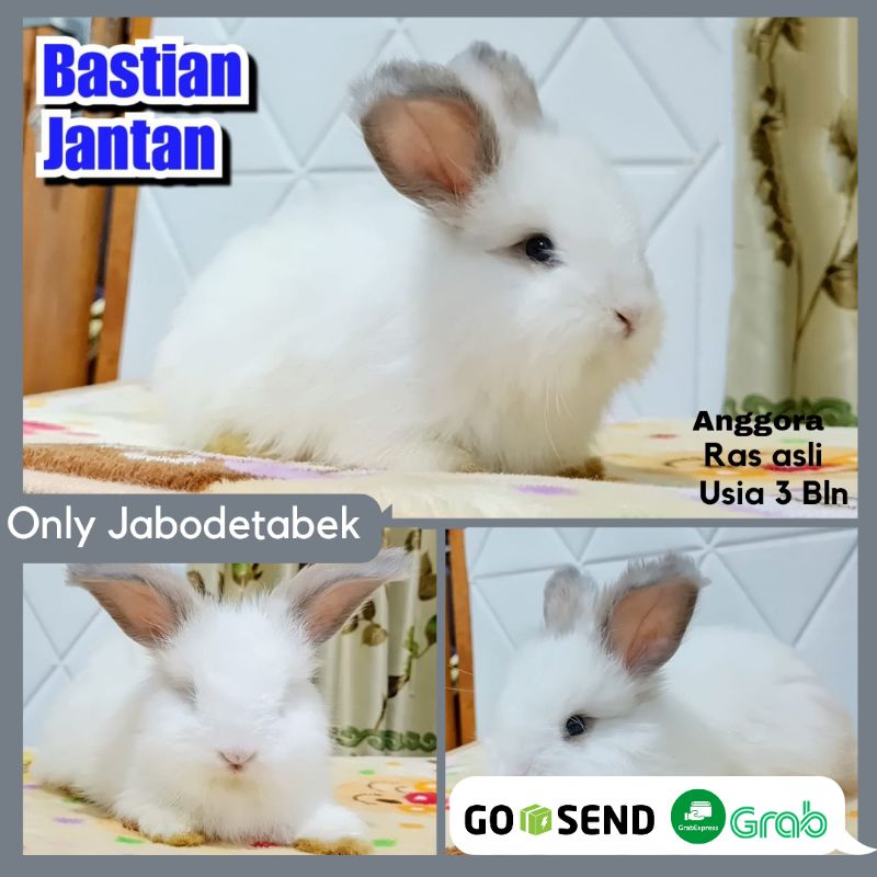 Hewan Peliharaan Jinak Kelinci Rabbit Hidup English Anggora English Murah Berkualitas