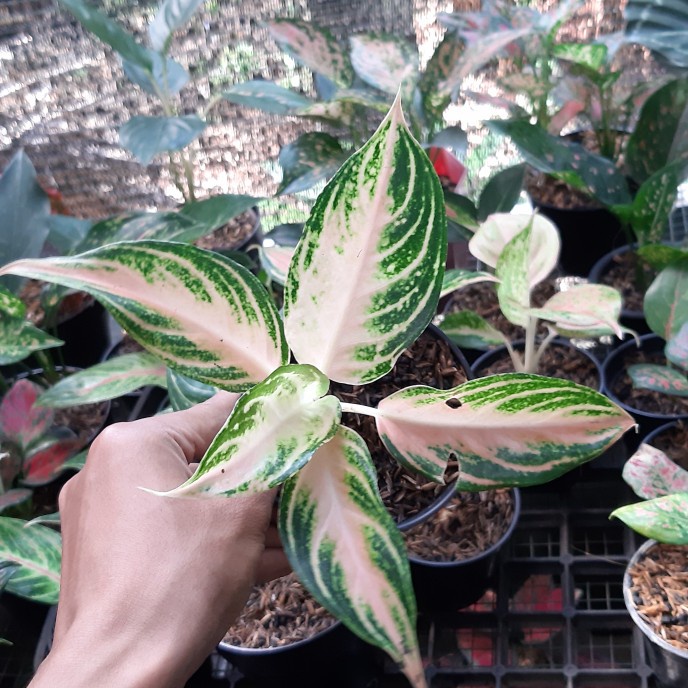 Tanaman Hias Aglonema Pink Sunset - Aglonema Pink Sunset Local