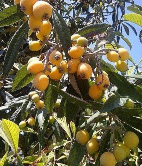 BIBIT BUAH LECI KUNING