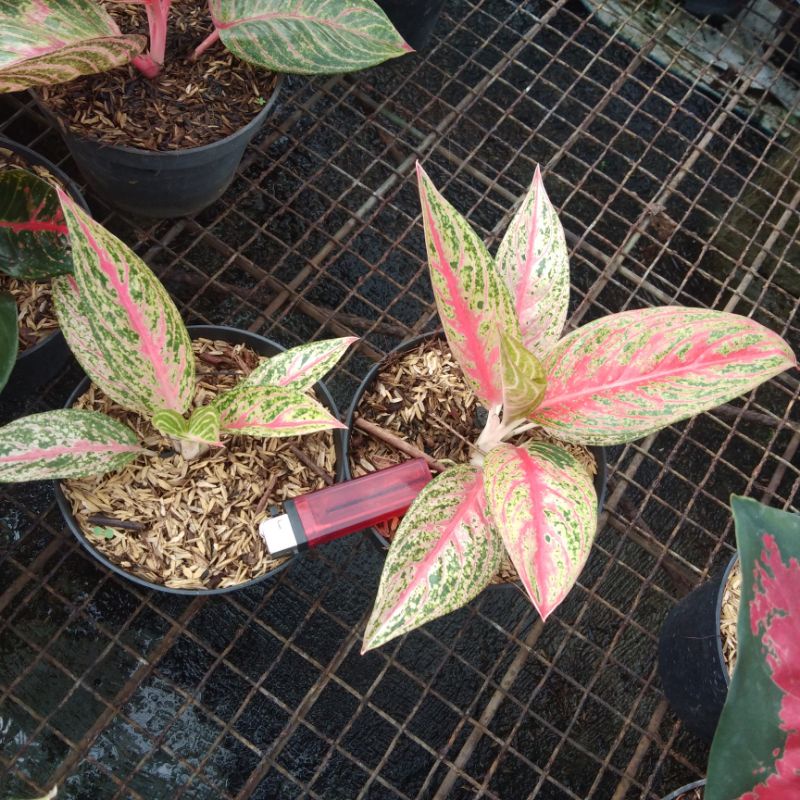 Aglonema red legacy