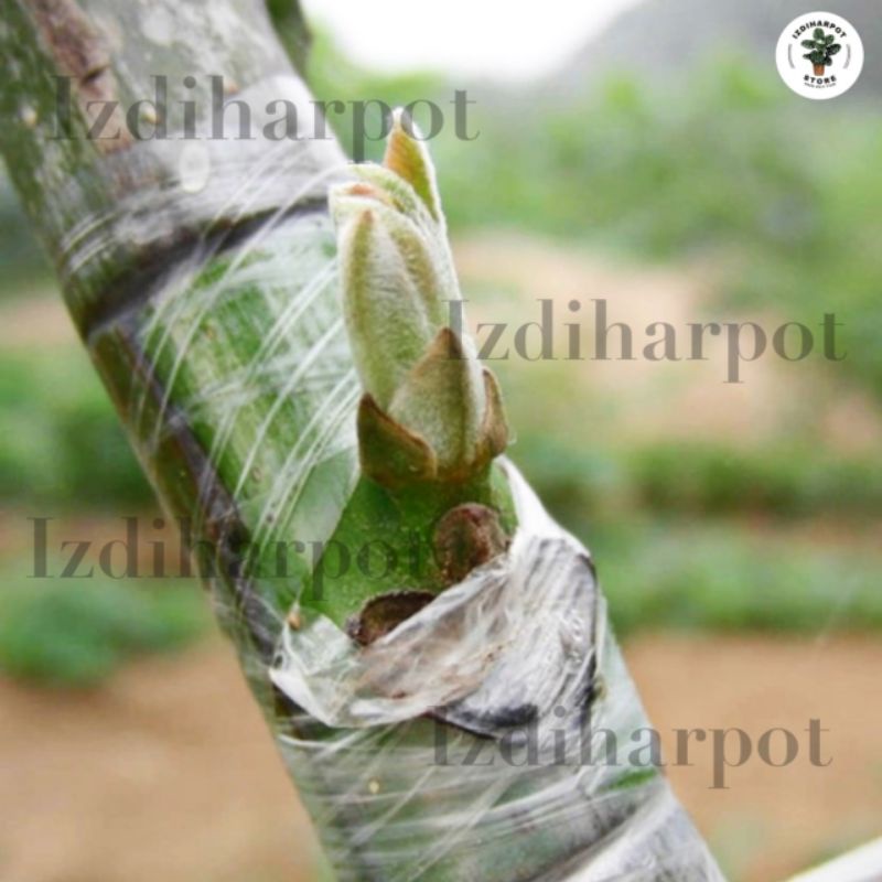 GRAFTING TAPE PLASTIK OKULASI CANGKOK SAMBUNG PUCUK 3 X 100 M - KUNING