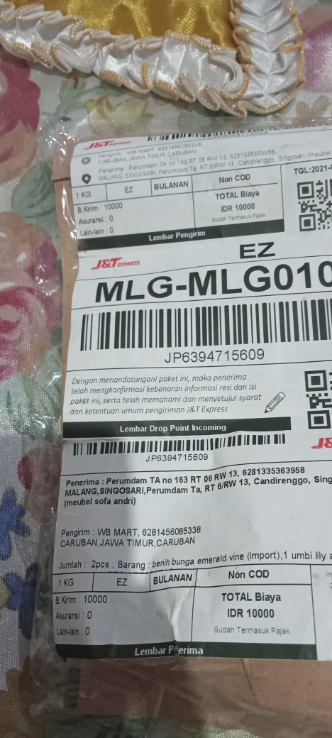 1 Umbi Lily Asiatic Blue Desert Impor, Stok Terbatas