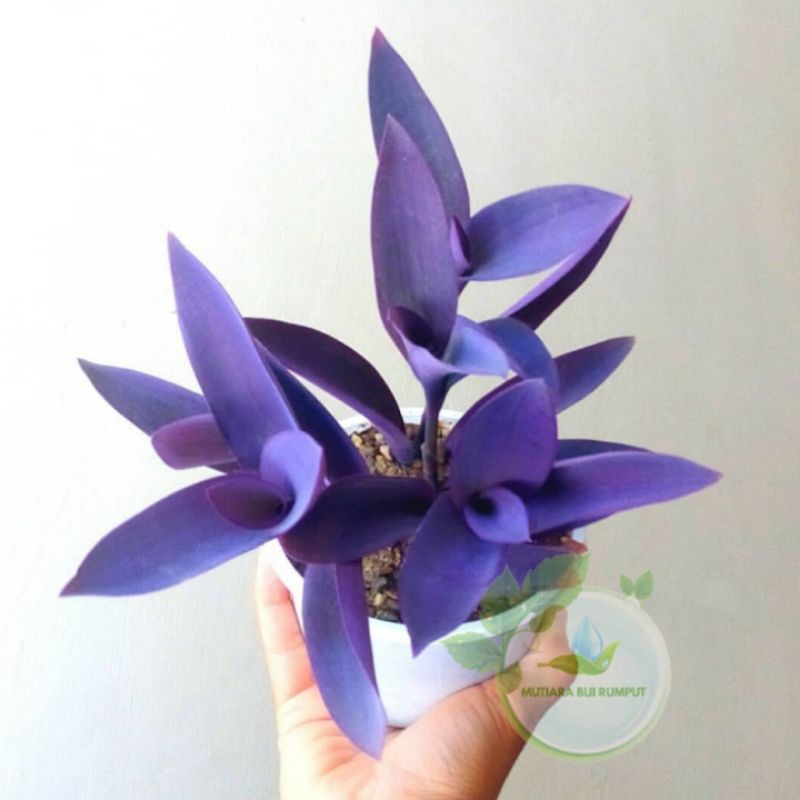 tanaman adam hawa ungu-tanaman hias adam hawa ungu