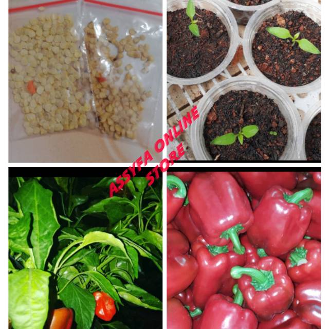 Benih Tanaman Paprika - biji tanaman Paprika