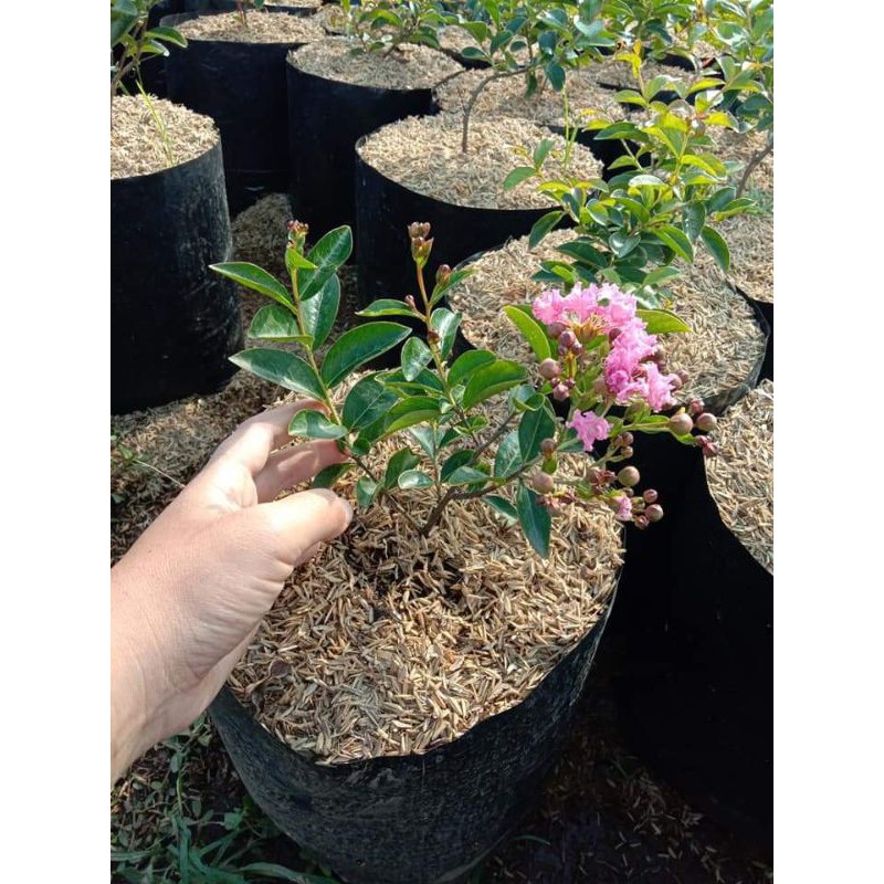 sakura pink lokal