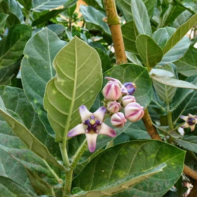 

Daun widuri/biduri 500 gram basah (petik ketika ada order masuk)