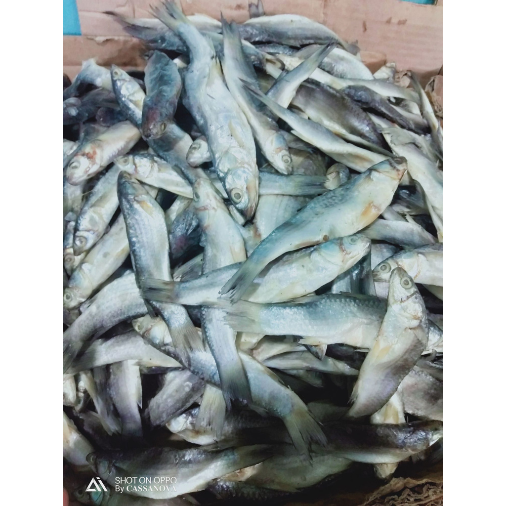

Ikan Padek / Ikan Enak / Ikan Gurih - 1 kg