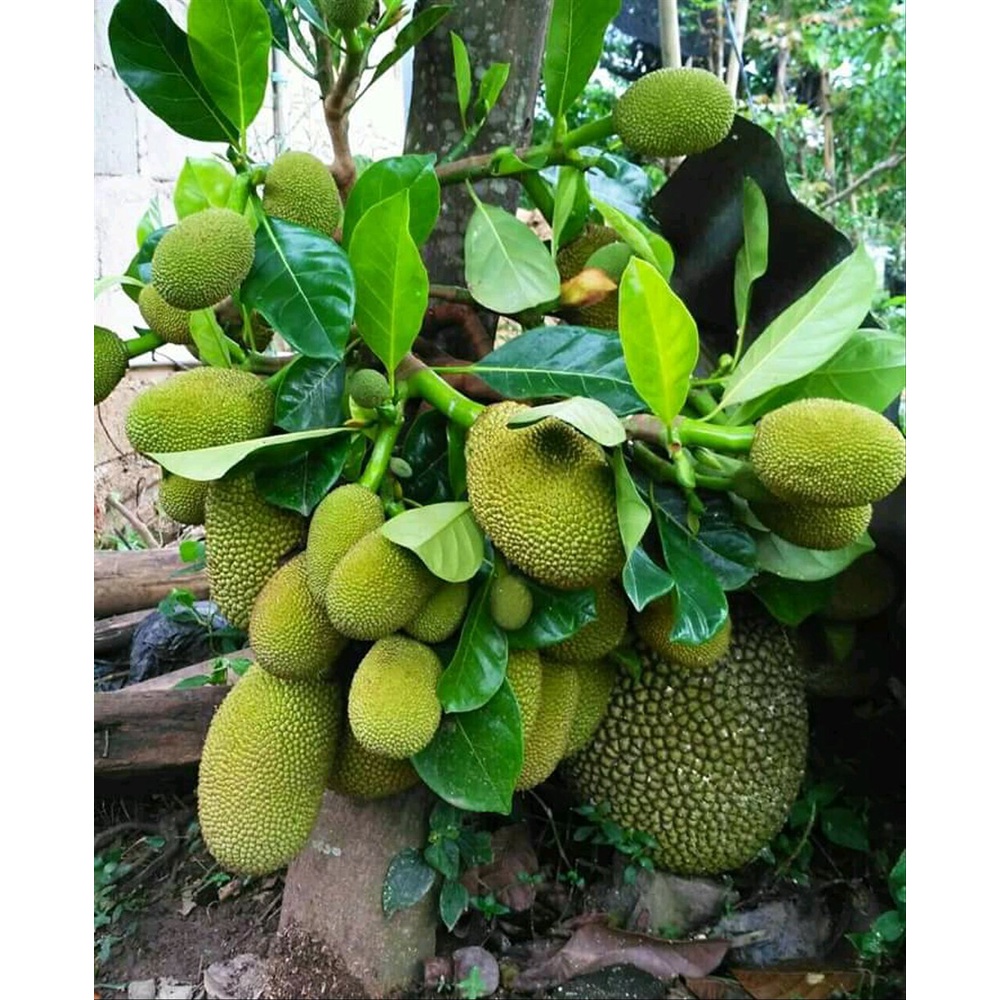 Bibit Nangka Mini/Tanaman Nangka Mini