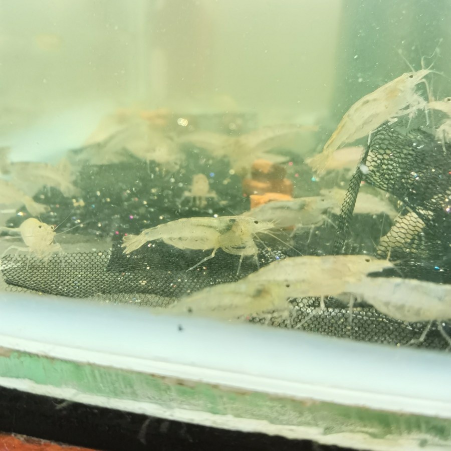 Udang Amano Sulawesi