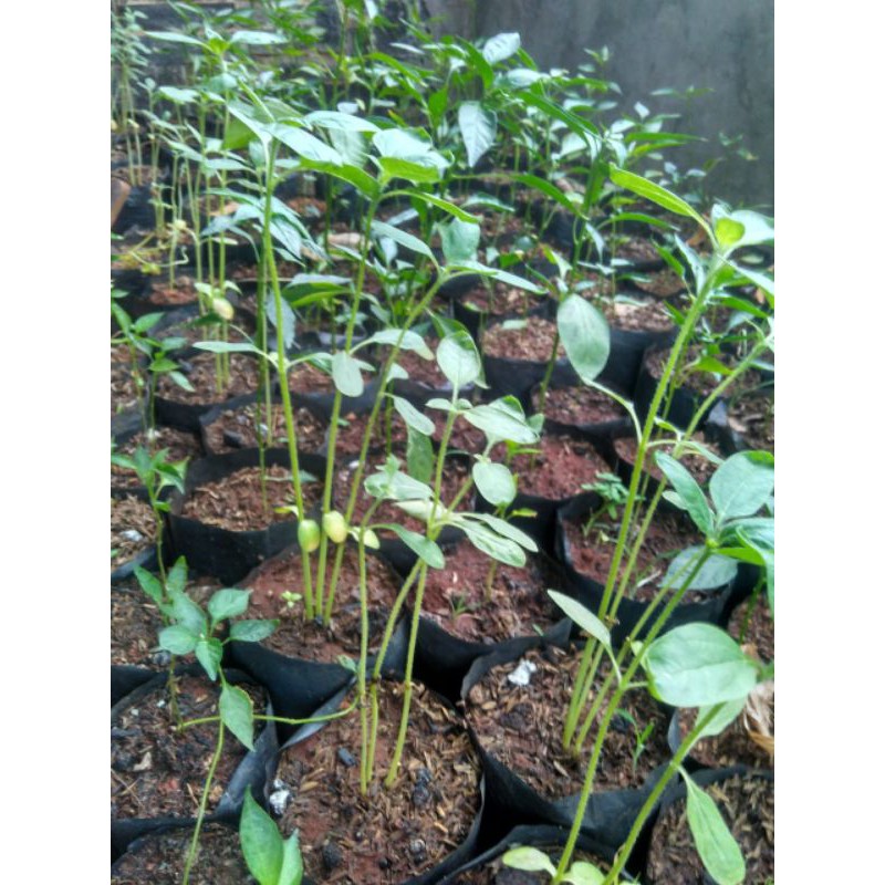 tanaman hias / pohon buah cabe rawit merah keriting / benih