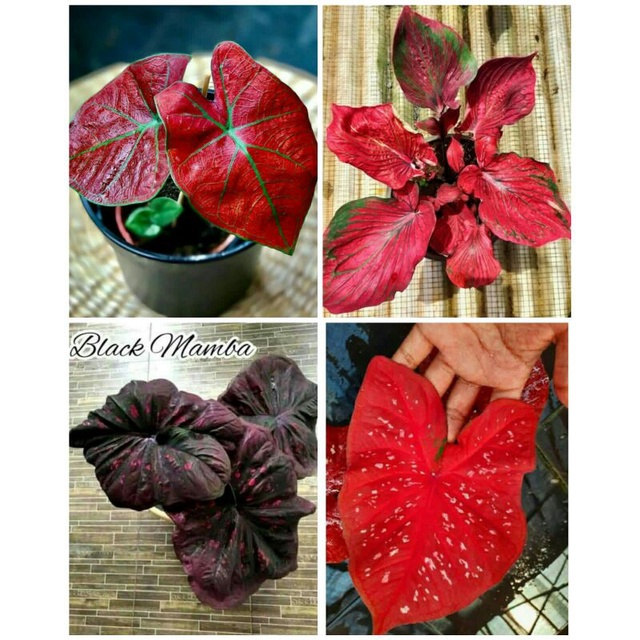 4 paket tanaman hias umbi caladium thailand keladi hias