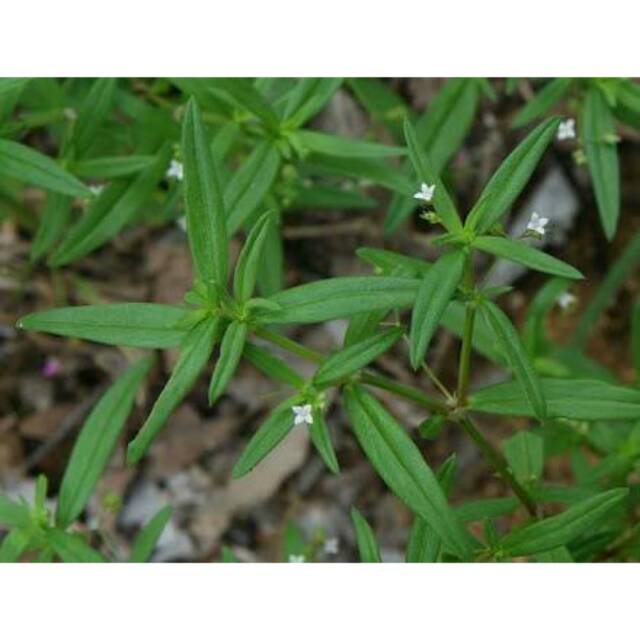 

Bubuk rumput mutiara kemasan 100gram