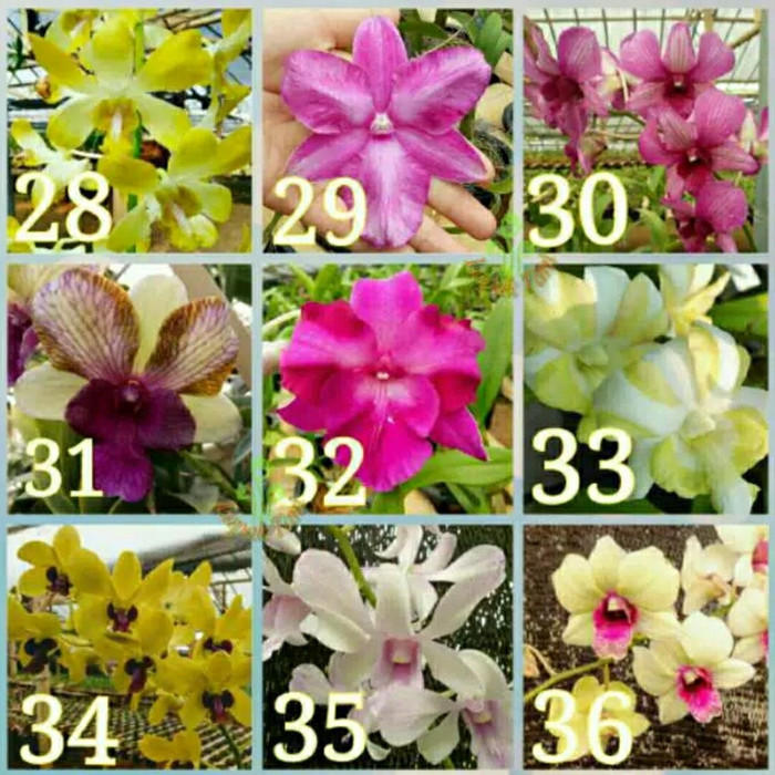 paket 4 seedling anggrek dendrobium - Bunga anggrek - anggrek dendro