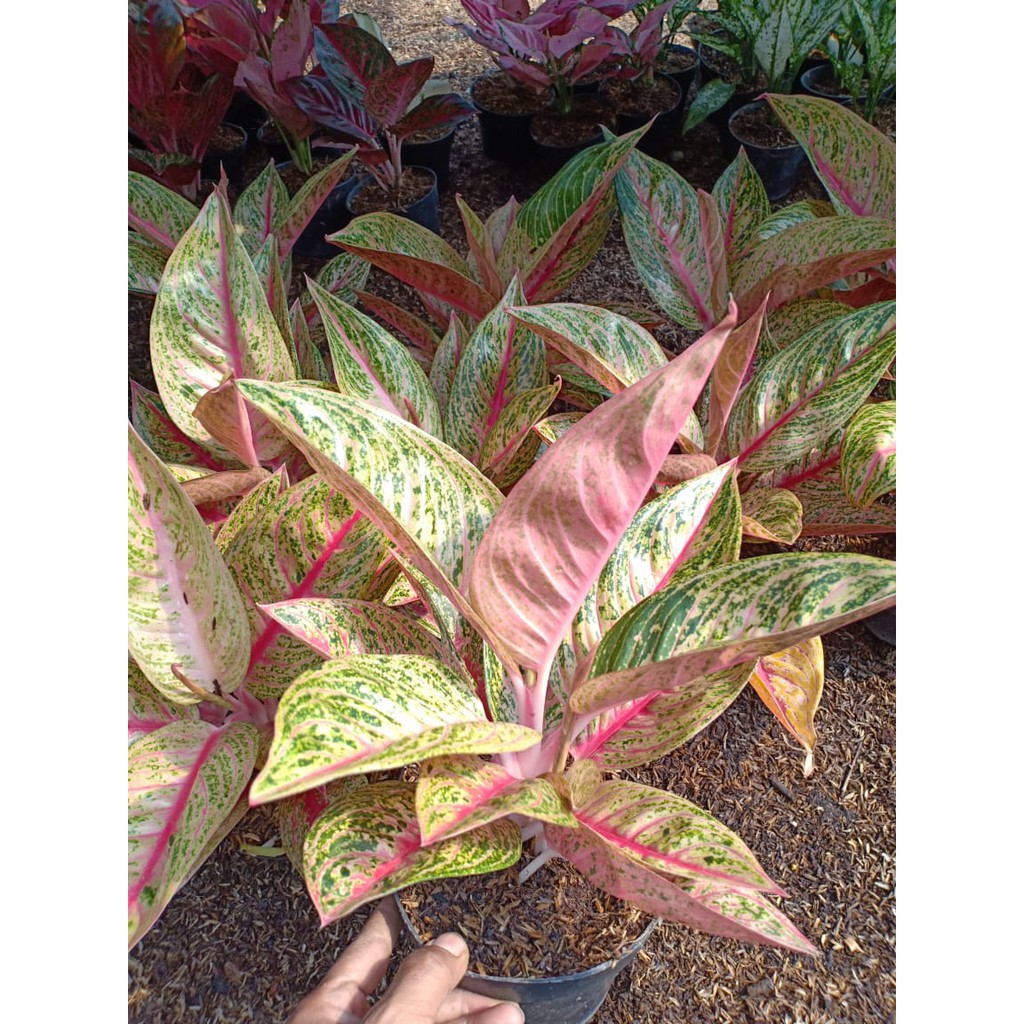 LEGACY INDUKAN ( Tanaman Hias Aglaonema / Aglonema )