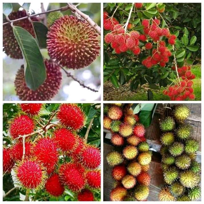 

1paket rambutan rapiah super isi 5