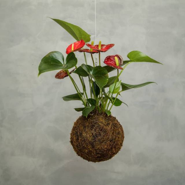 Mickey mouse plant, anthurium bunga, tanaman hias anthurium bunga merah
