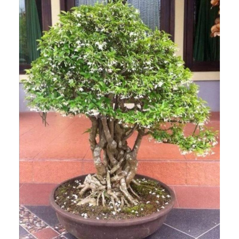 tanaman hias anting putri varigata, bahan bonsai anting putri varigata