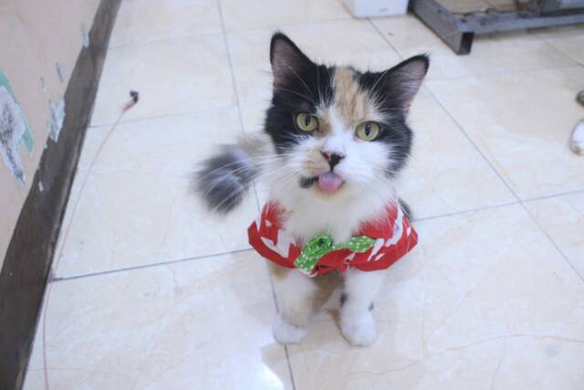 Kemeja merah putih zig-zag lucu untuk kucing dan anjing / baju kucing murah size S-XL