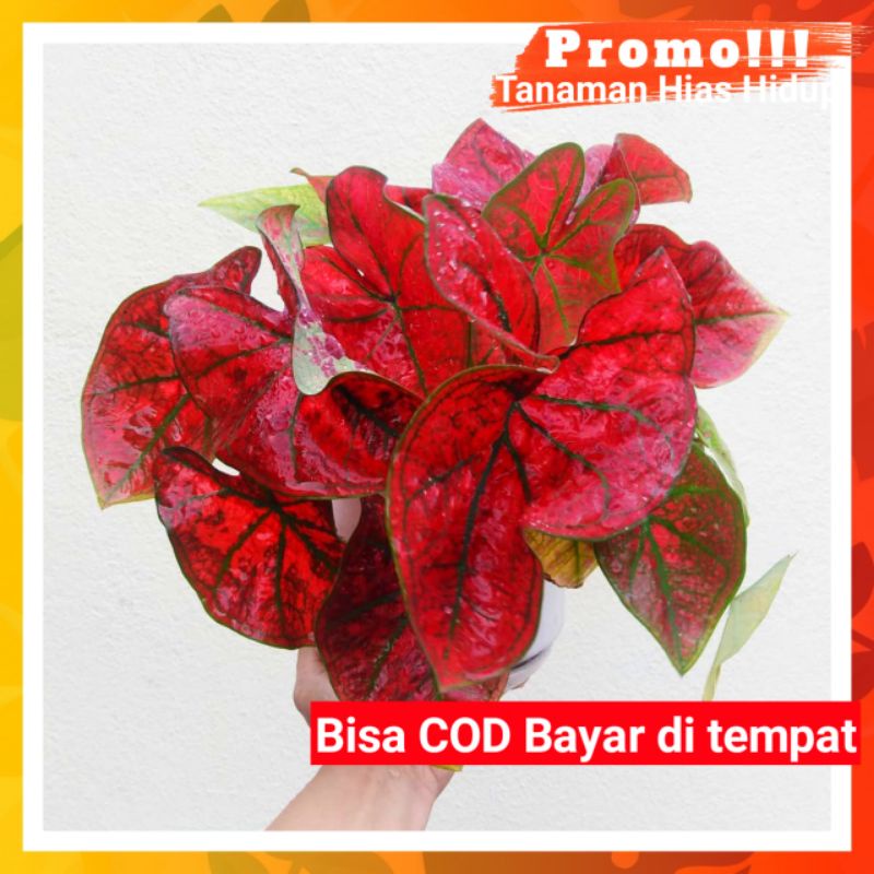 [✅COD] KELADI HIAS GREEN SPIDER (TANAMAN HIAS KELADI) BUNGA HIAS HIDUP MURAH ASLI BUKAN BONGGOL