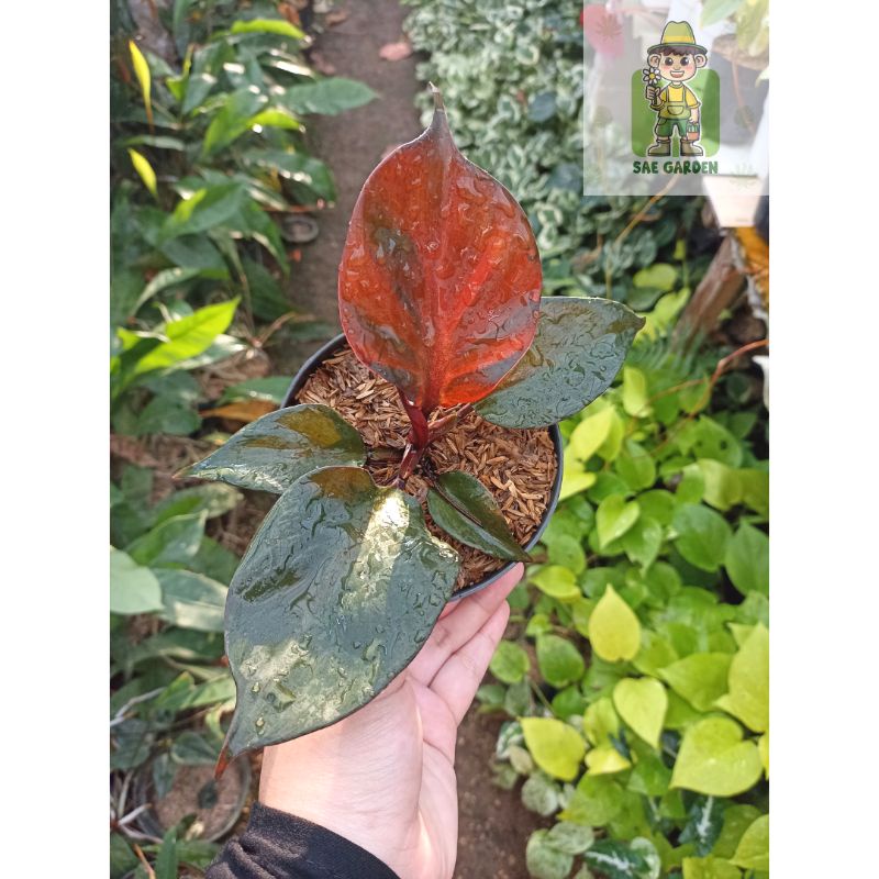 Philodendron 'Red Heart'