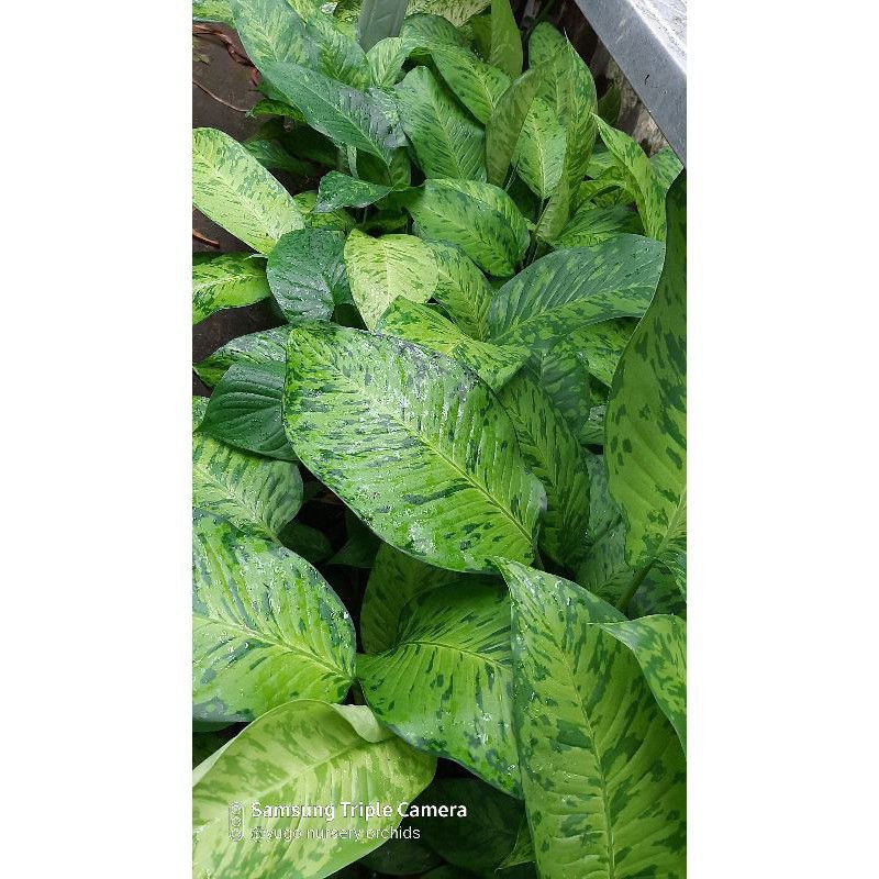 diven army diven unik kerabat aglonema