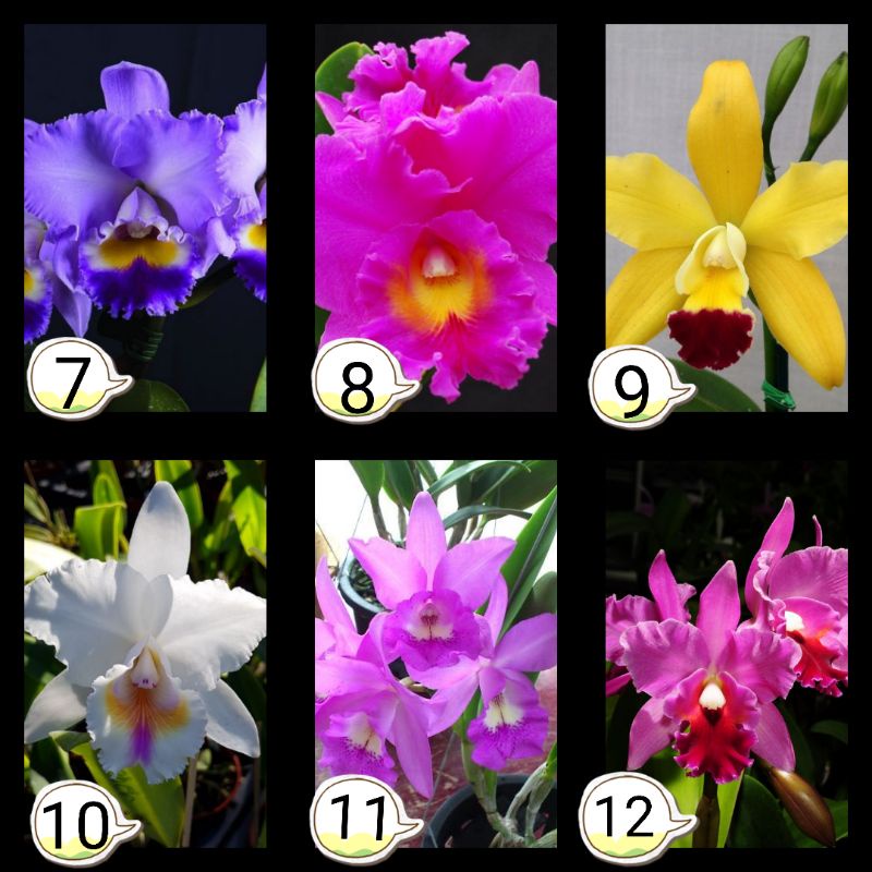 Anggrek Cattleya seedling ( bunga besar )