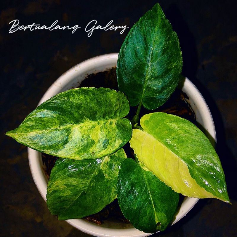 Schismatoglottis variegata borneo varigata shismatolotis , homalomena sp , sisma , shisma Rawatan An