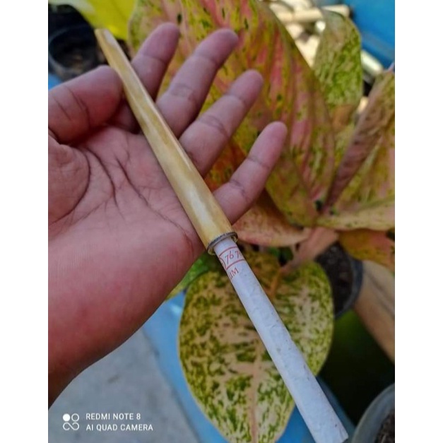 ONCE TULANG SAPI GADING KUNING