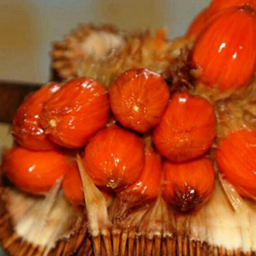 Bibit Buah Cempedak Merah King Berkwalitas
