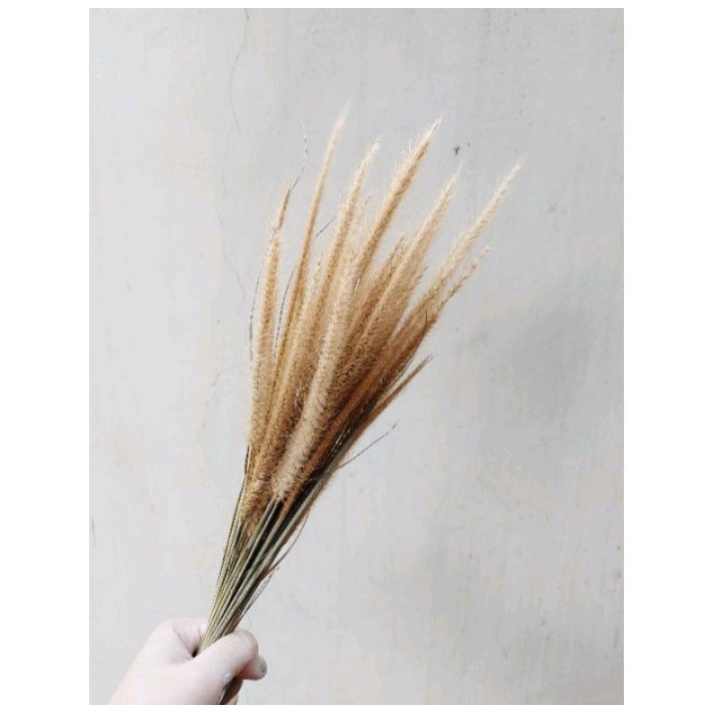 ilalang kering, buket ilalang, dried flower
