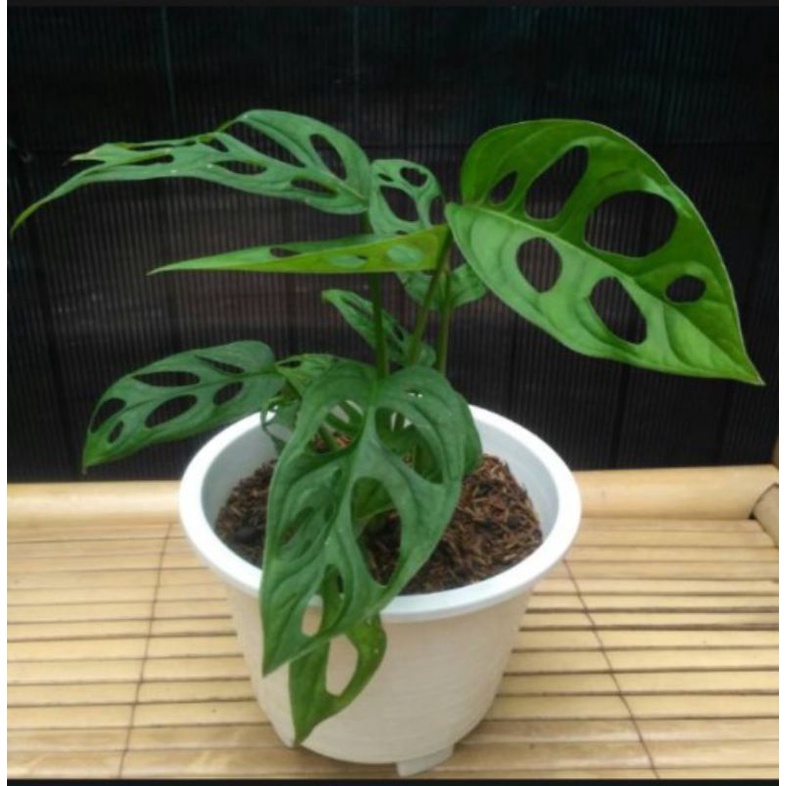Tanaman hias hidup  janda bolong / tanaman hias monstera janda bolong